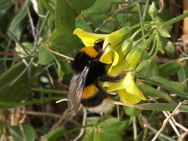 bombus terrestris? Bombus gr. terrestris (regina)